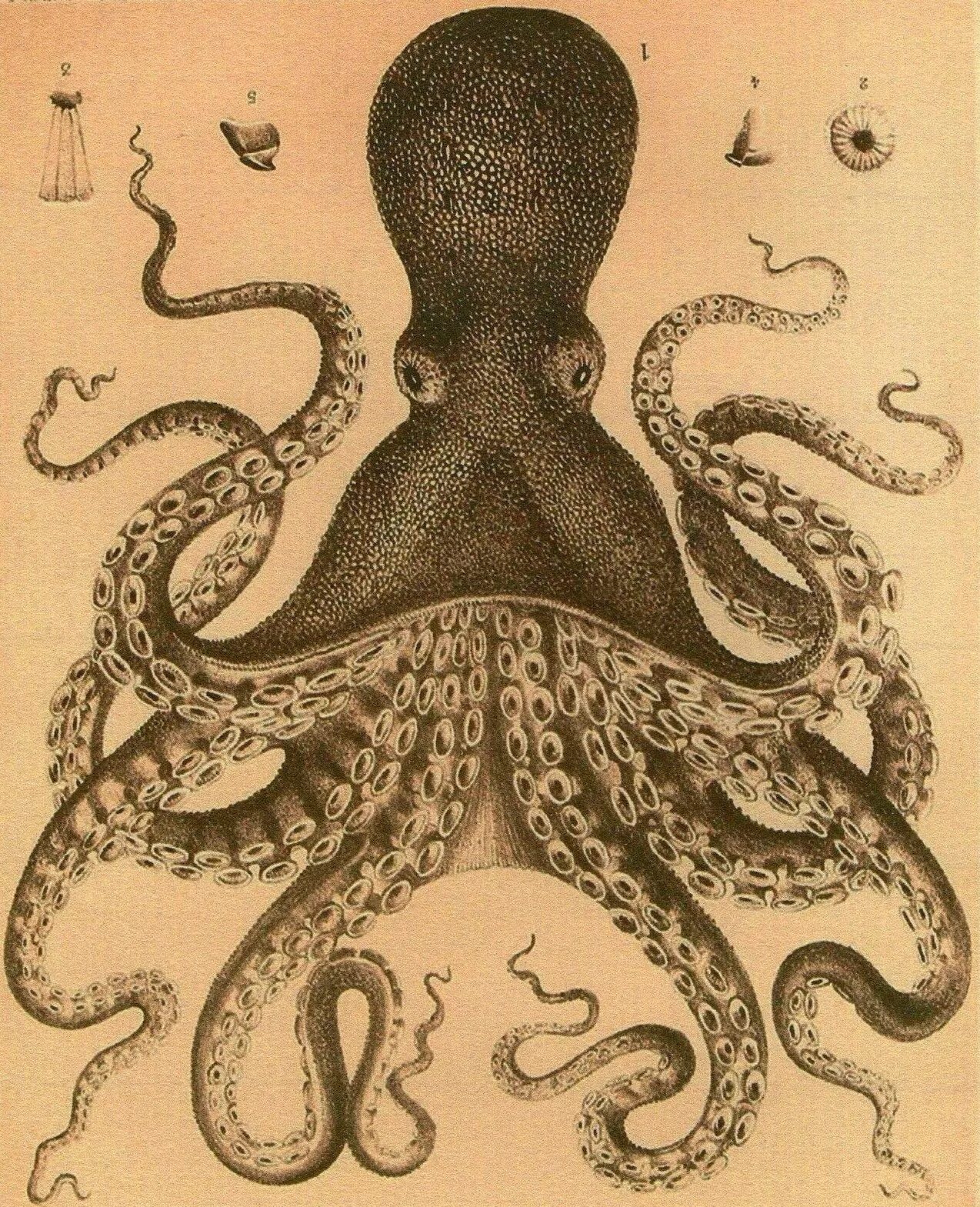 Осьминог Octopus vulgaris. Хаги ваги осьминог. Осьминог Паулюс. Умный осьминог.