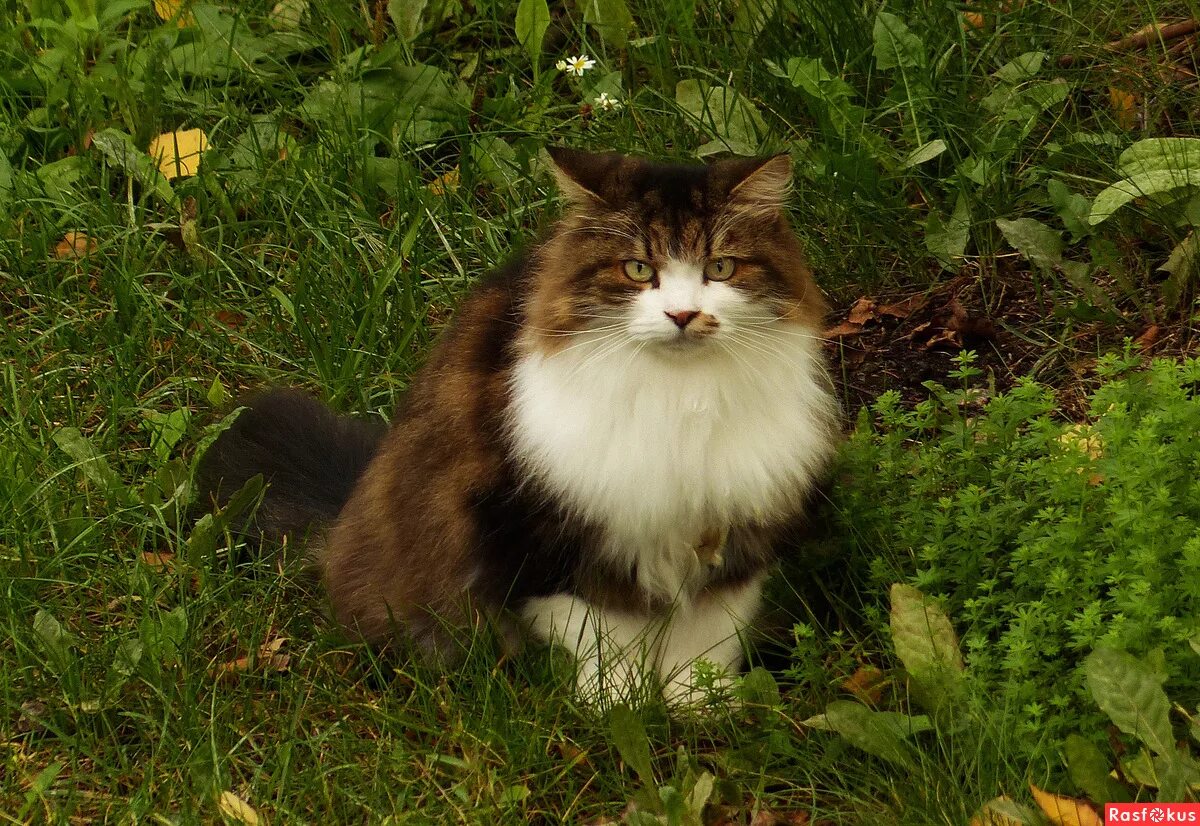 порода кошек баюн. кот породы баюна. кот-баюн для кошек. кот баюн фото. порода котов баюн.