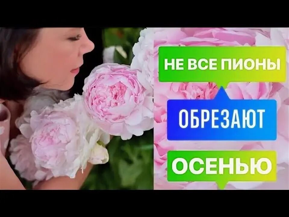 Как подрезать пионы на зиму. Обрезка пионов. как срезать пионы для букета правильно. как подрезать пионы.