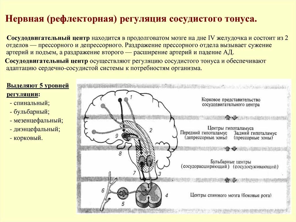 Рефлекторные механизмы регуляции тонуса сосудов. Рефлекторная регуляция сосудодвигательного центра. Рефлекторная регуляция тонуса сосудов и артериального давления. Рефлекторная дуга регуляции сосудистого тонуса. Рефлекторная регуляция кровяного давления