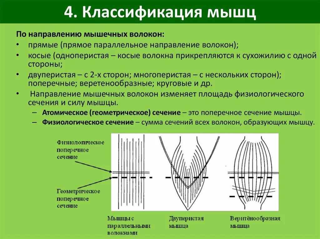 Какое значение поперечного. Классификация мышц по направлению волокон. Классификация мышц по направлению мышечных волокон. Классификация скелетных мышц по направлению волокон. Классификация, строение и форма мышц.