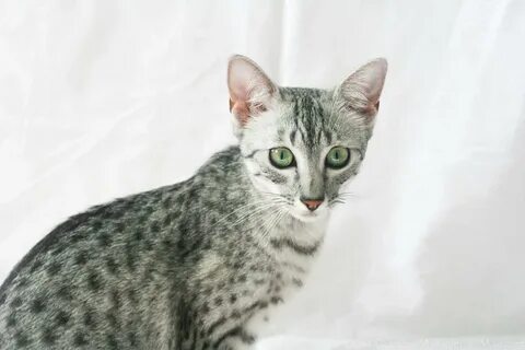 Египетская мау котенок