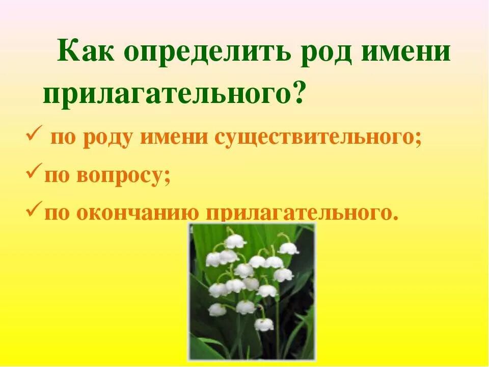 Прилагательные в растениях. Имена прилагательные в названиях растений. Цветок с именем прилагательным. Имена прилагательные в названиях растений проект 6 класс. Травка имя прилагательное