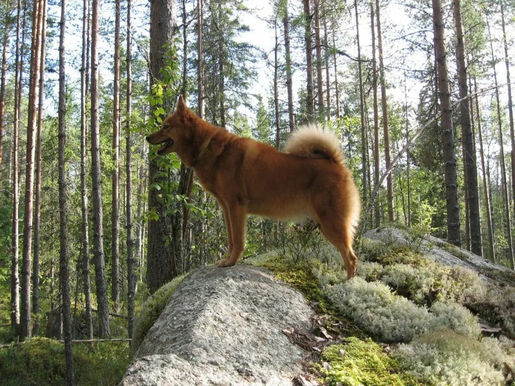 Тайга собака. Тайга собака. Лайка в лесу. Тайга собака. Охотничьи собаки лайки.