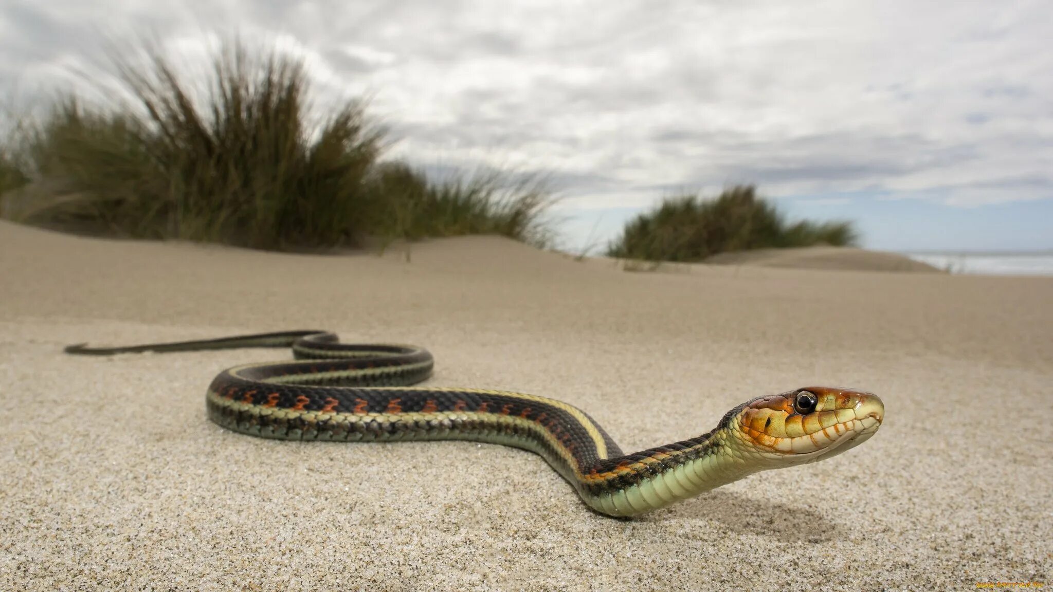Snake walk