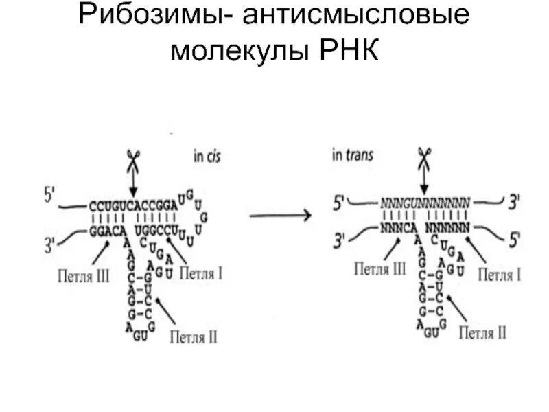 Рибозимы РНК. РНК-ферменты – рибозимы. Антисмысловые РНК. Каталитические РНК.