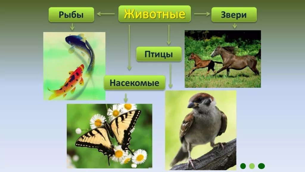 Группы животных существуют. Животные птицы насекомые. Птицы звери насекомые. Животные, птицы и рыбы. Обитатели живой природы.
