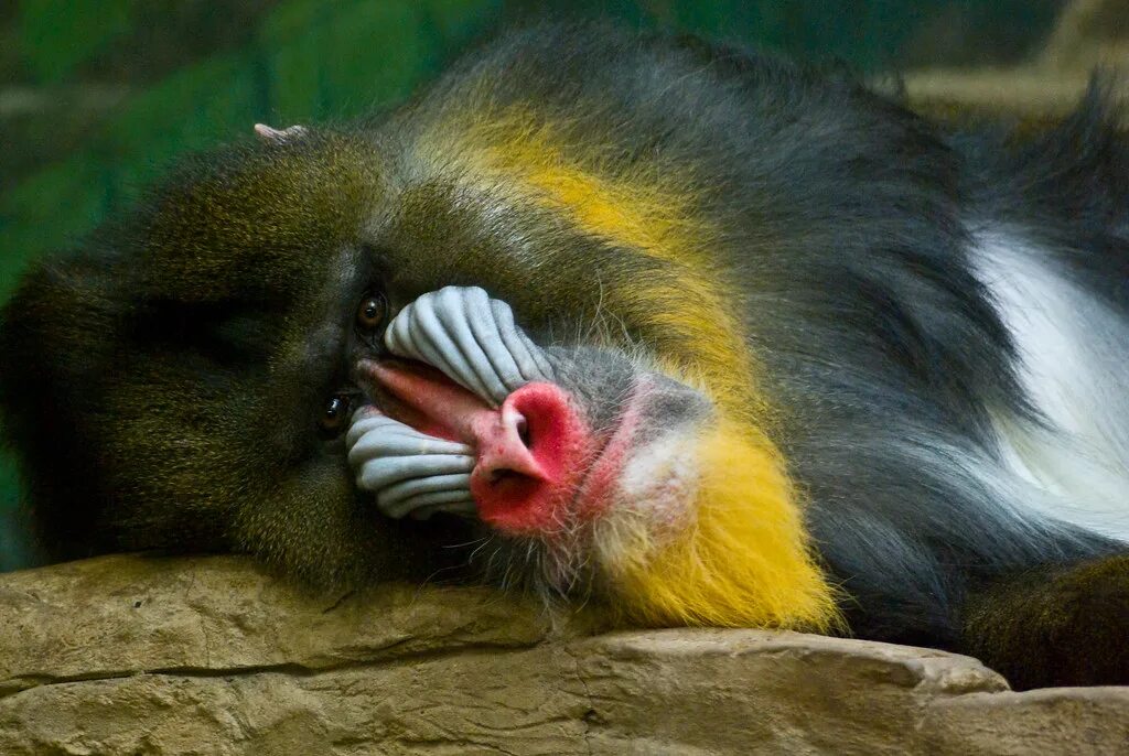 Самец мандрила. Мандрил обезьяна. Павиан мандрил. Мандрил и гамадрил. Павиан бабуин мандрил.