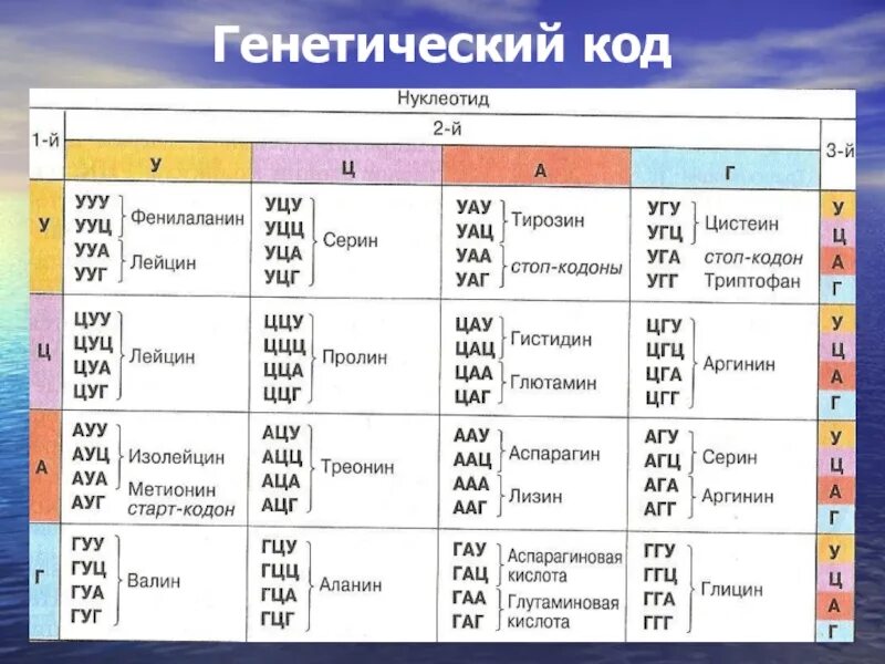 Как изменилось количество аминокислот. Таблица генетического кода расшифровка. Таблица генетического кода по биологии 9 класс. Таблица кодонов ДНК. Триплеты ДНК таблица.