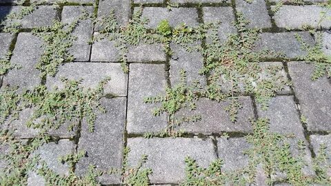 Мох между плиткой как избавиться