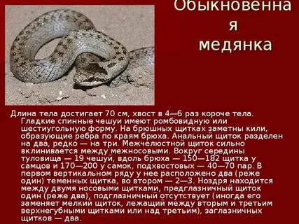 Красная книга обыкновенный