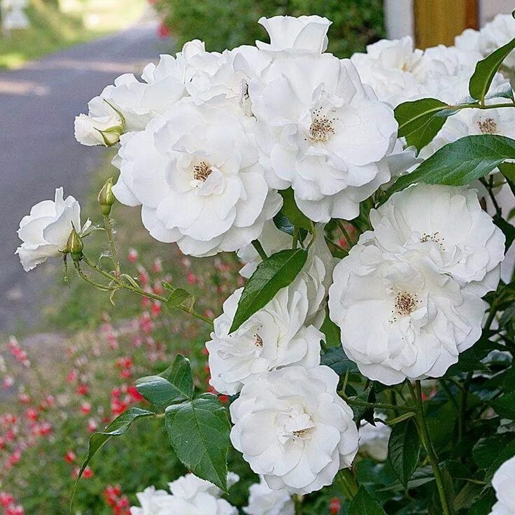 Раза айсберг. Плетистые розы айсберг.