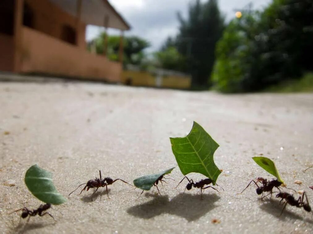 Use ant