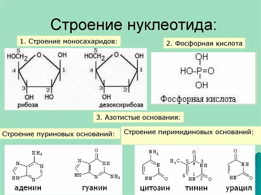 Строение нуклеотида. Строение нуклеотида кратко. Основная структура нуклеотида. Строение нуклеотида урацила.