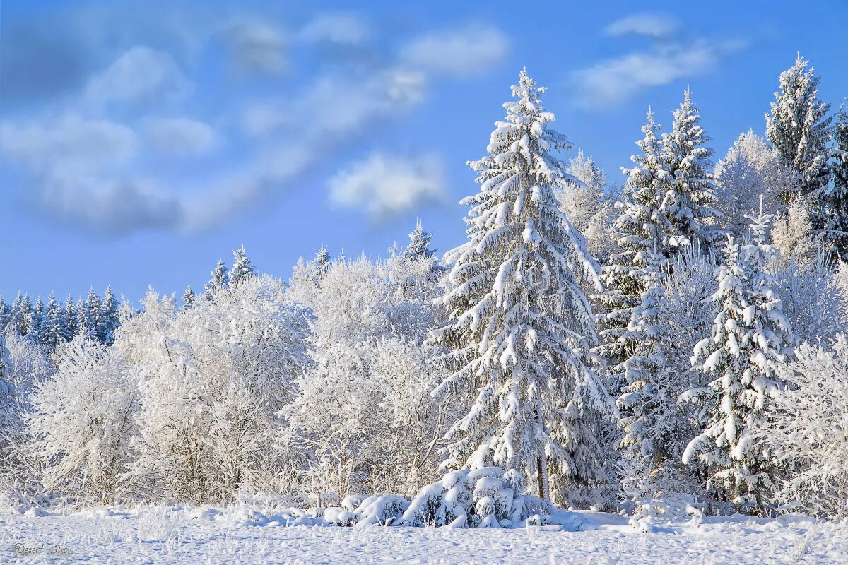 Чародейкою зимой. Зима в окрестностях чепецка. Чародейкою зимой. Чародейкою зимою околдован тютчева. Чародейкою зимою околдован лес.