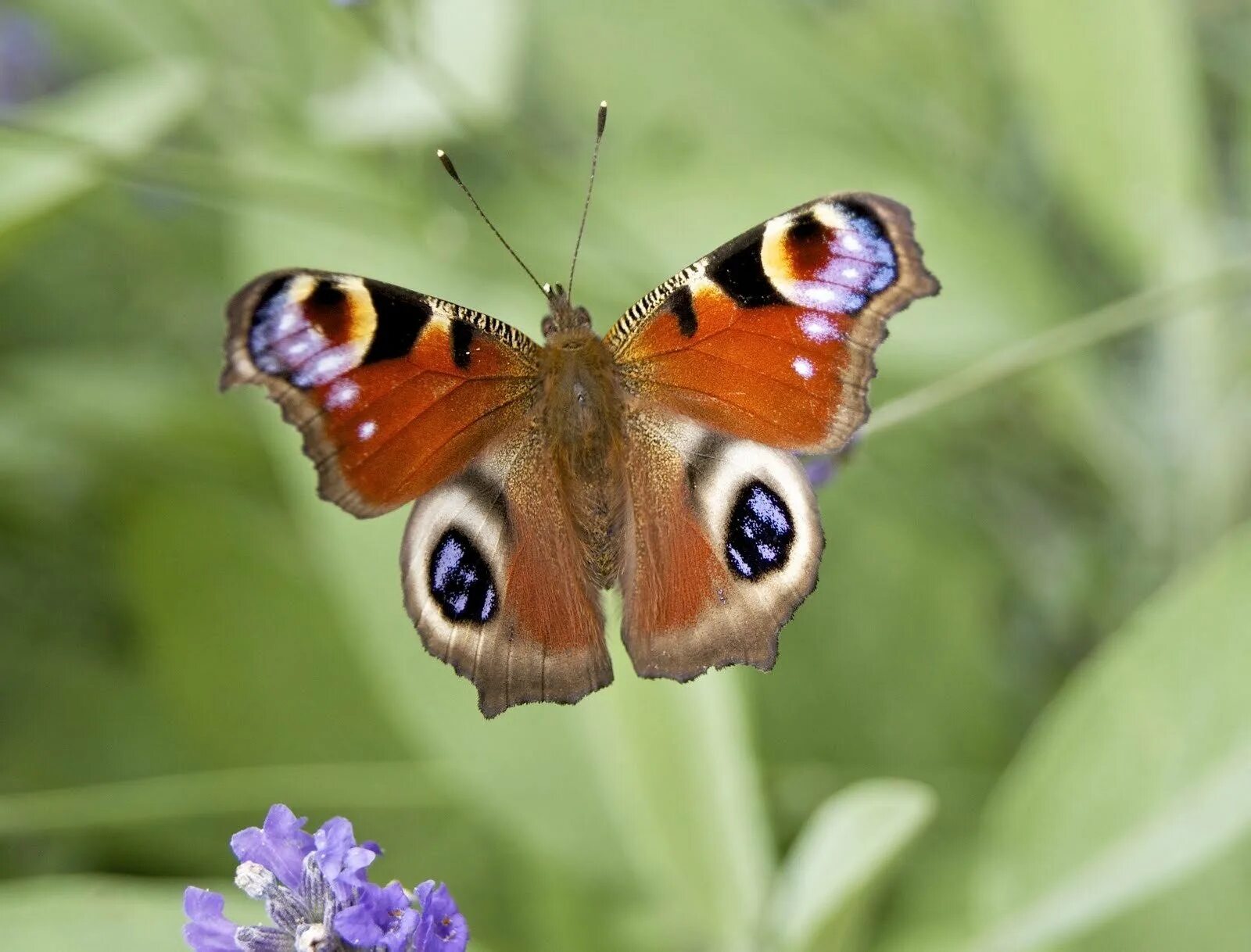 Покажи видео бабочек. Бабочки. Настоящих бабочек. Бабочка настоящая. Бабочки настоящие и красивые.