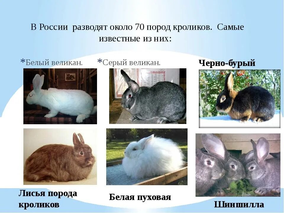 Какие породы домашних. Породы кроликов таблица. Породы домашних кроликов названия. Породы домашних кроликов с фотографиями и названиями. Распространенные породы кроликов.
