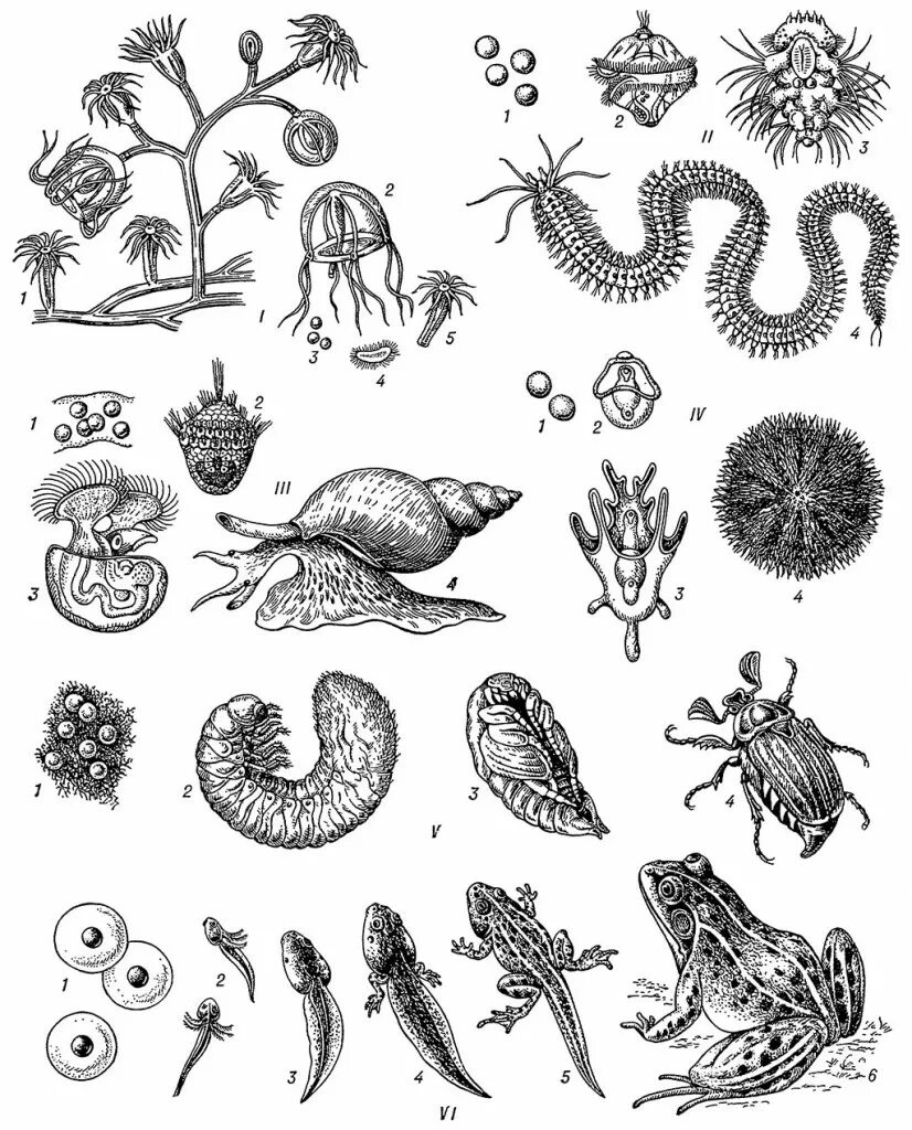 Эволюция нервной системы беспозвоночных животных. Нс узлового типа у кольчатых червей. Развитие червей и животных. Класс животных. Плоские черви паразиты строение.