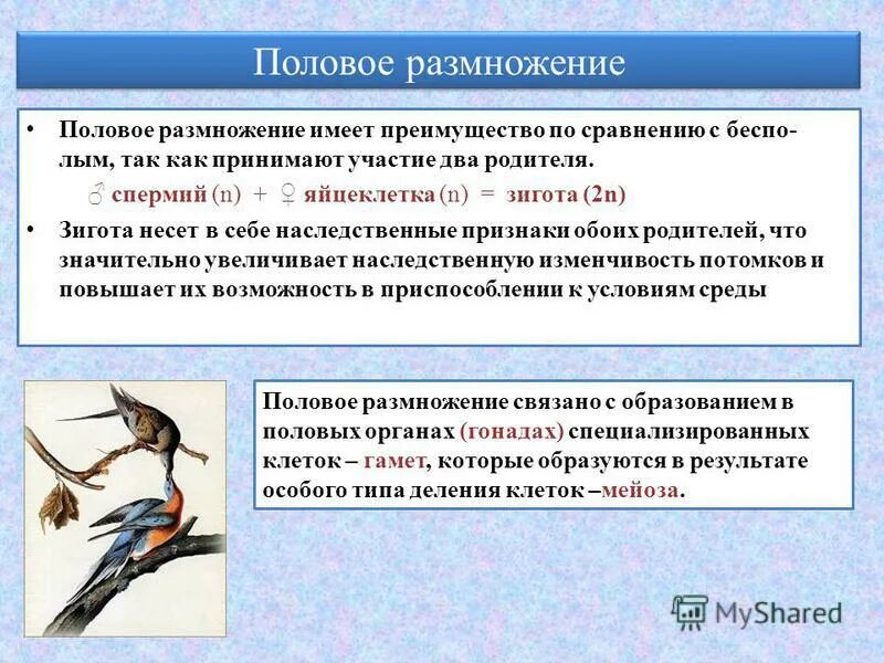 Какое биологическое значение имеет размножение. Какое биологическое значение имеет размножение