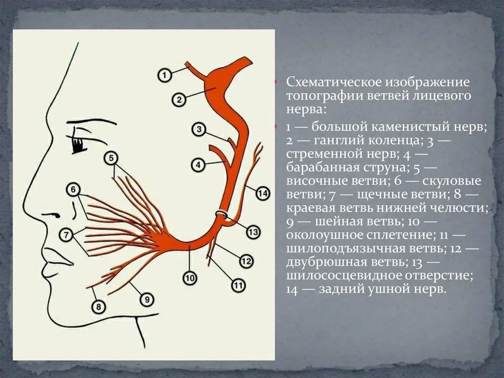 7 черепной нерв. 7 Пара черепных нервов ветви. Лицевой нерв анатомия топография схема. 7 Пара лицевой нерв. Схема 7 пары черепных нервов.