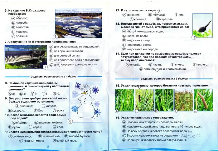 Муниципальный этап окружающий мир 3 класс. Задания для полиолимпиады. Конкурс чип задания прошлых лет.