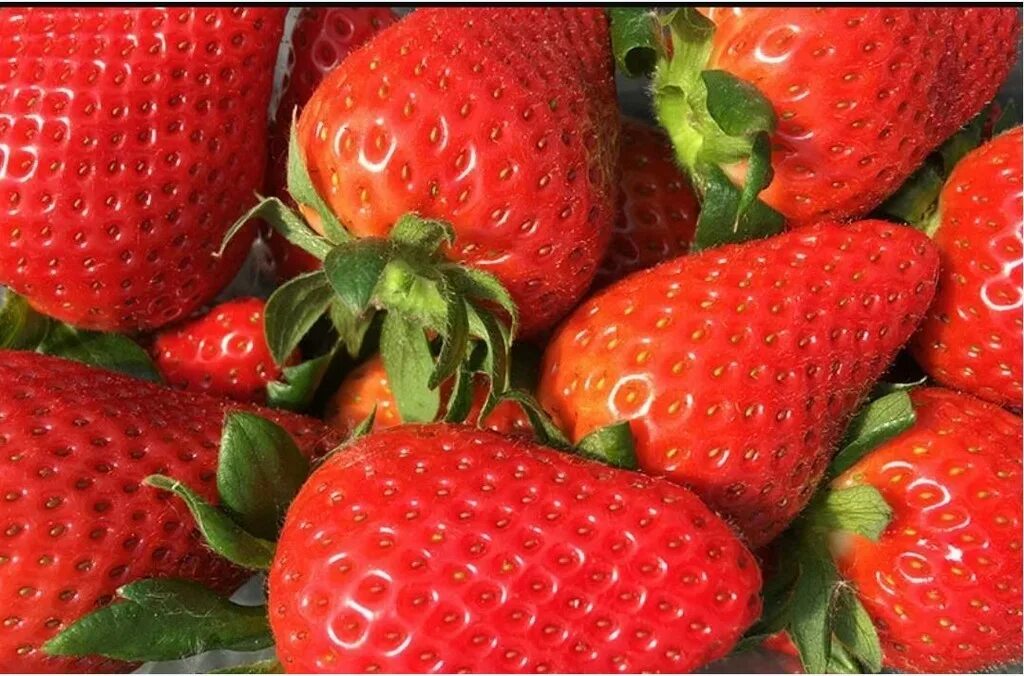 Земляника близнецы
