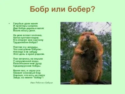 Песня про бобра и барабан