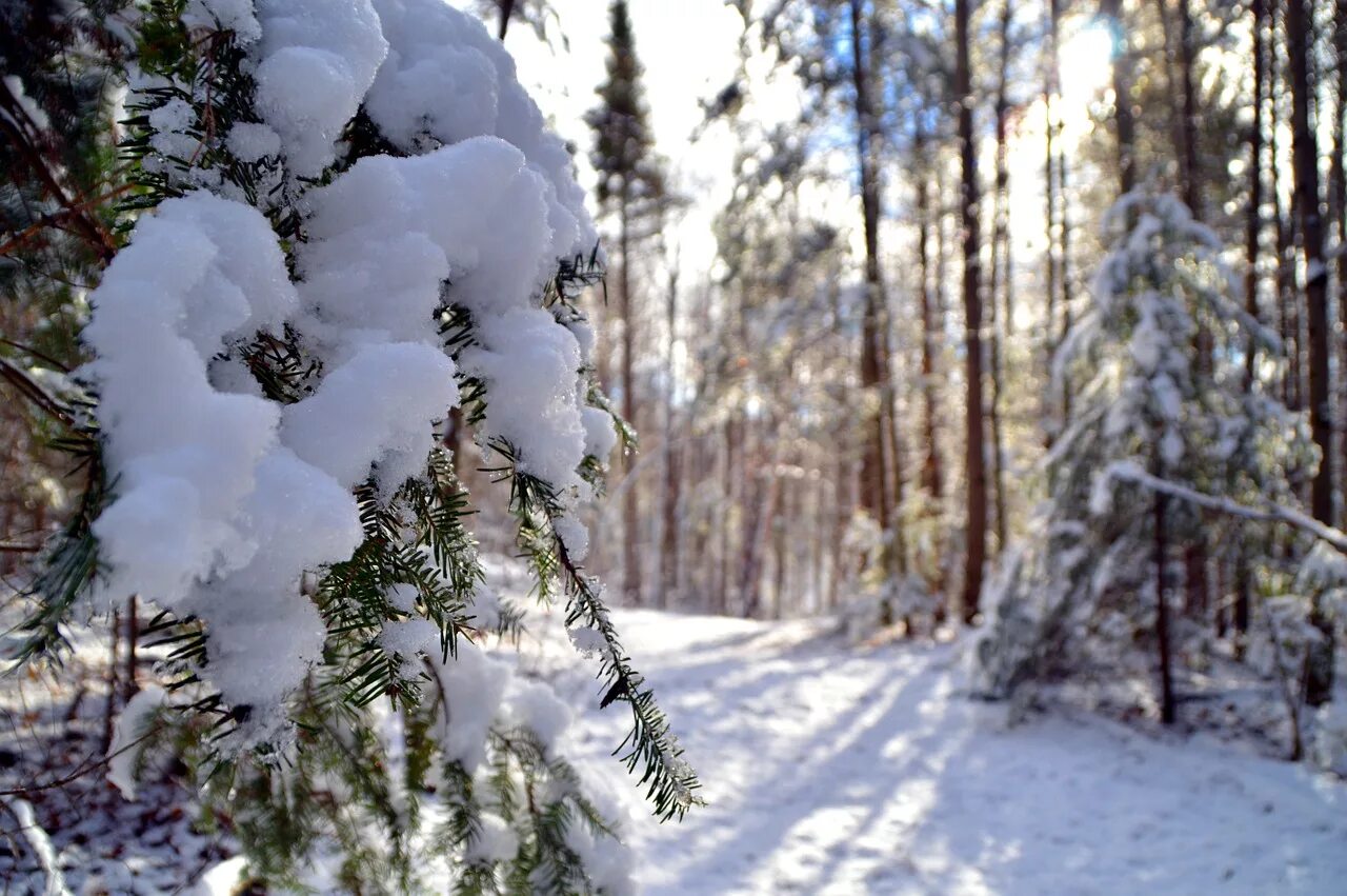 Снежок лесной. Лес в снегу. Деревья в зимнем лесу. Ель в снегу. Сугробы в лесу.