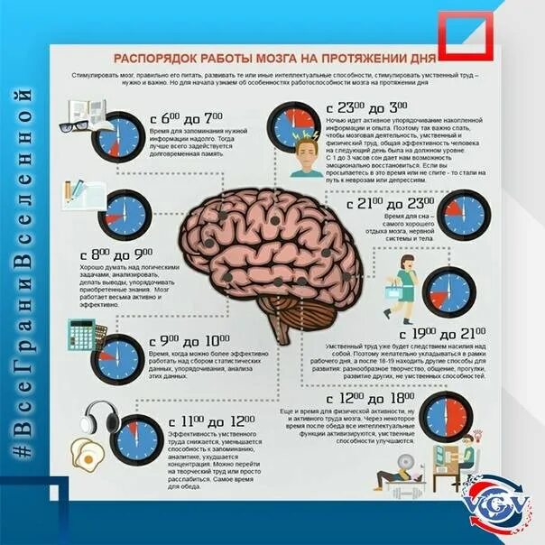Мозгу нужно время. Деятельность головного мозга. Активность мозга. Работа мозга на протяжении дня. Функционирование мозга.