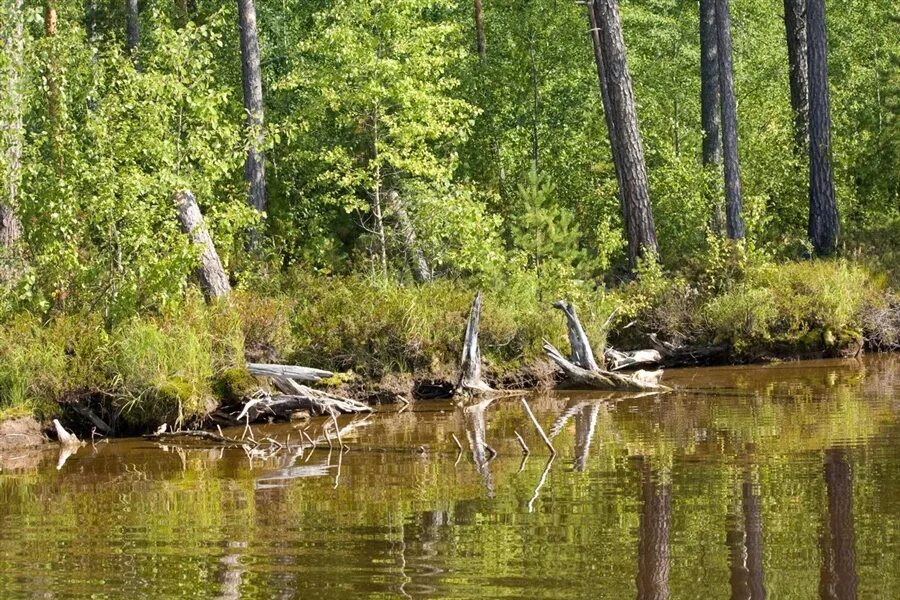 Дикий берег 1. Дикий берег реки. Дикий берег озера. Озеро Карповка. Озеро окуневое Томская область.