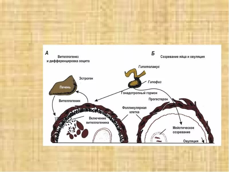 Вителлогенез. Типы вителлогенеза. Превителлогенез это. Вителлогенез это в биологии. Где происходит созревание яйцеклеток