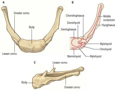 Большой рог подъязычной кости латынь