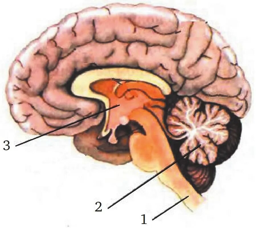 Рассмотрите рисунок с изображением мозга человека. Мозжечок ствол гипоталамус. Продолговатый мозг 2) мозжечок 3) средний. Мозжечок промежуточный мозг рисунок. Голова мозг мозжечок гипоталамус.