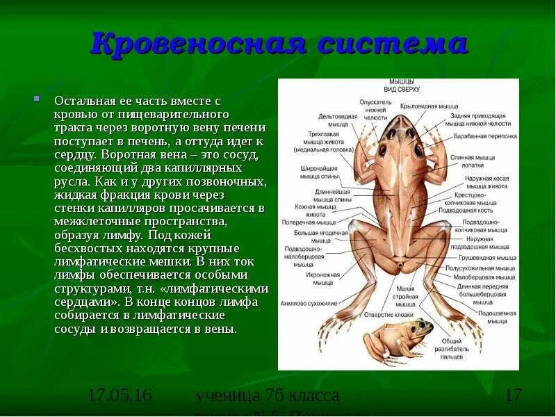 Какой тип почек у земноводных. Кровеносная система амфибий. спинной лимфатический мешок у лягушки. кровеносная система земноводных. кровеносная система амфибий схема.