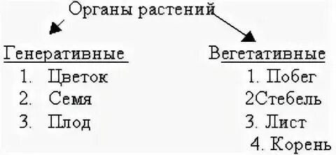 1 к вегетативным органам растений относится