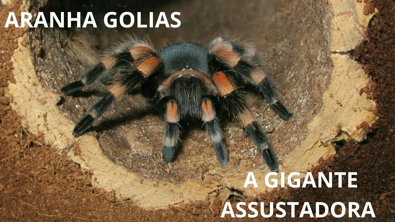 Тарантул и птицеед отличия. Брахипельма смити. тарантул brachypelma smithi. брахипельма ауратум. птицеед брахипельма.