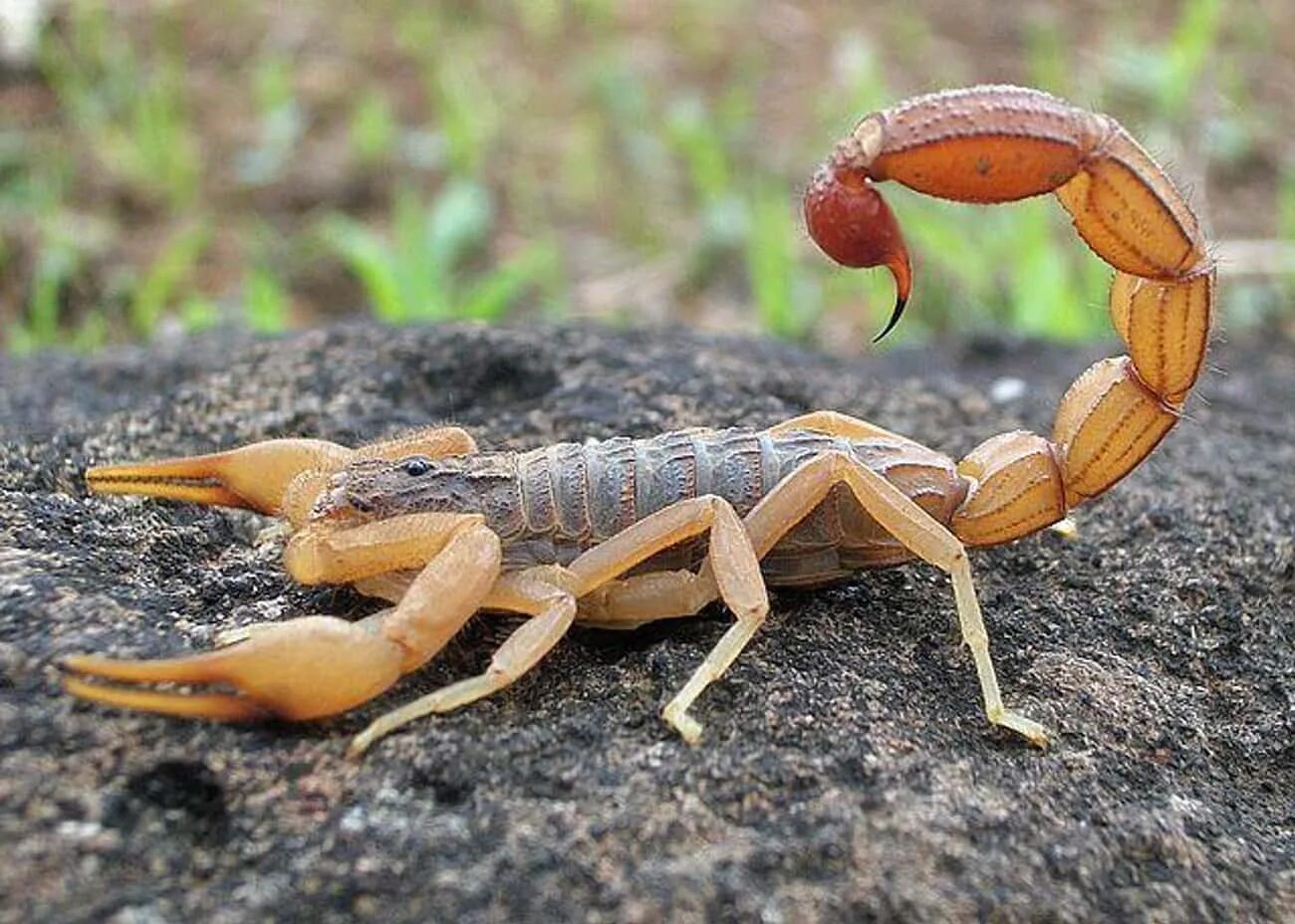 Animals scorpions. Hottentotta tamulus Скорпион. Скорпион Лейурус квинкестриатус. Индийский красный Скорпион. Индийский красный Скорпион Hottentotta.