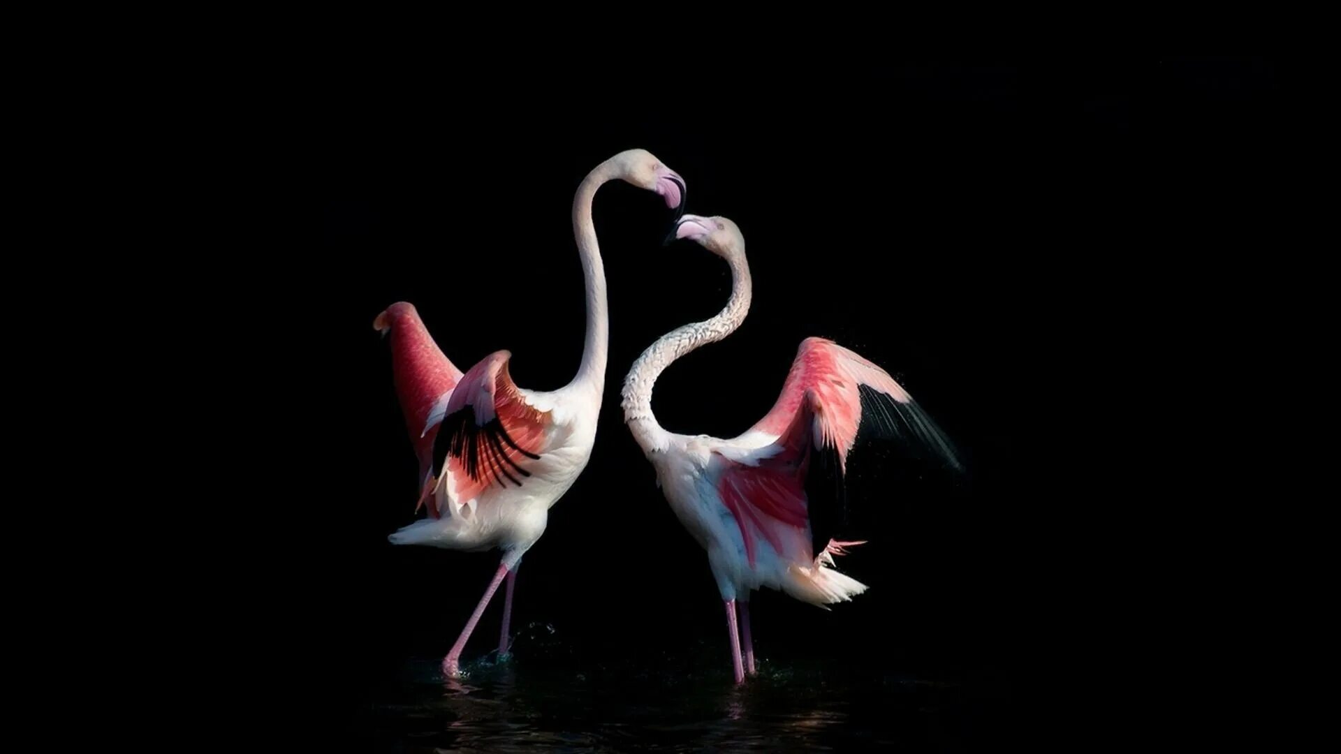 Красный лебедь. Фламинго птица. Птица на темном фоне. Танец Фламинго. Черный Фламинго.