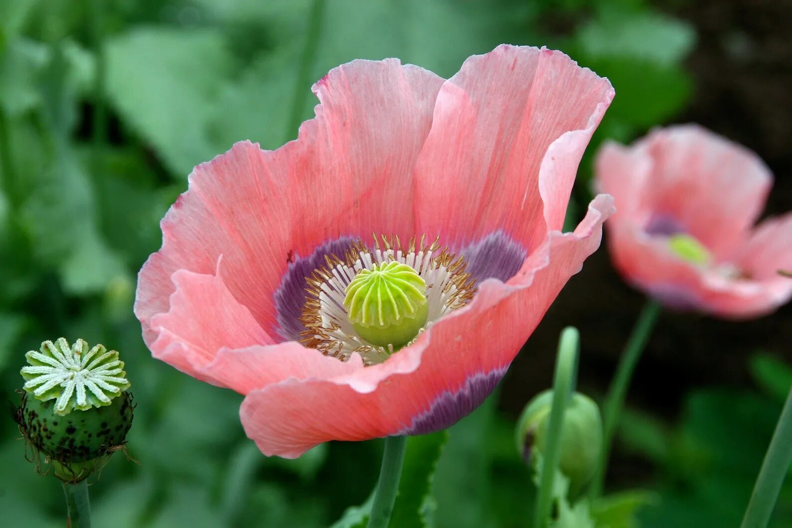 Тип мак. Мак снотворный (papaver somniferum). мак опийный (papaver somniferum). мак (papaver) pinnacle. мак снотворный (растение вида papaver somniferum l).