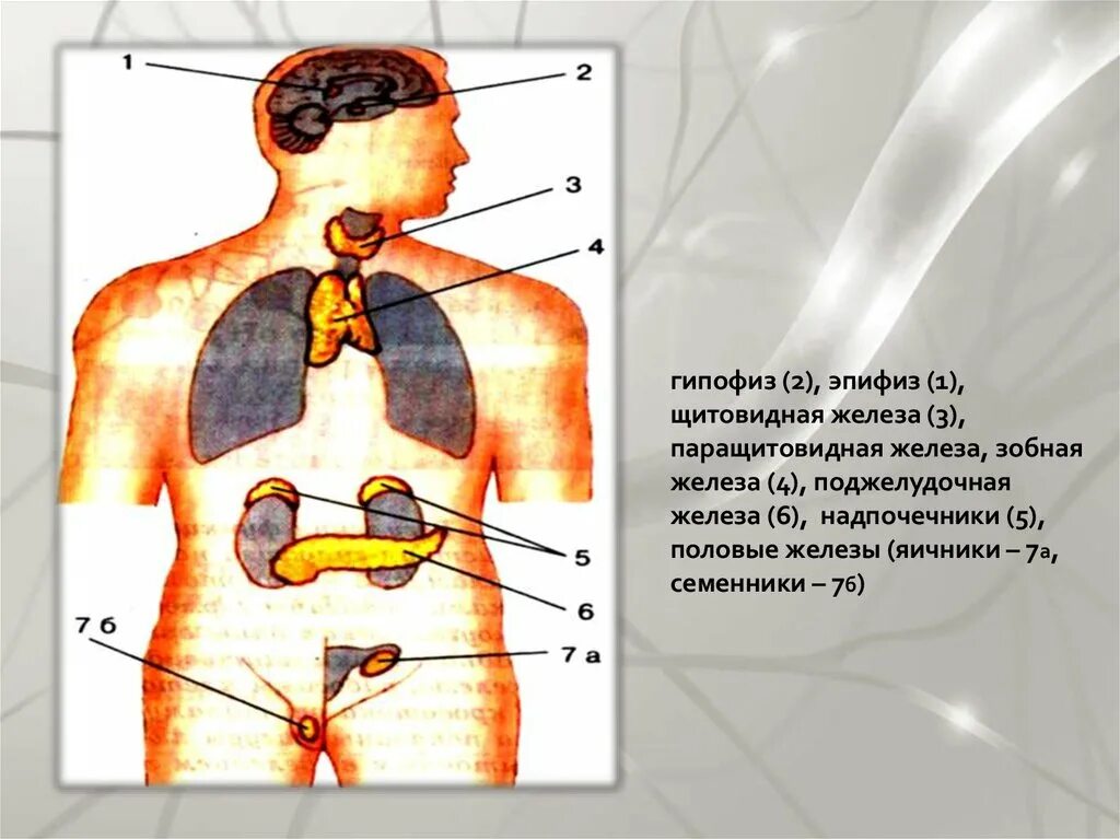 Гипофиз относятся к железам. Железы внутренней секреции гипофиз надпочечники. Железа 1) гипофиз 2) щитовидная железа 3) надпочечники. Железы внутренней секреции щитовидная железа. Тимус железа внутренней секреции.