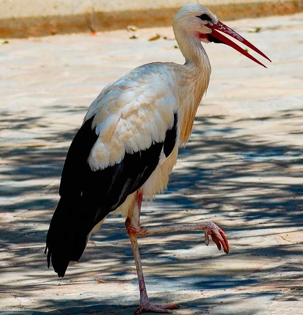 журавль стоит на одной ноге. журавль стоит на одной ноге. журавль стоит на одной ноге. сиамский краснозобый журавль. ильменский заповедник серый журавль.