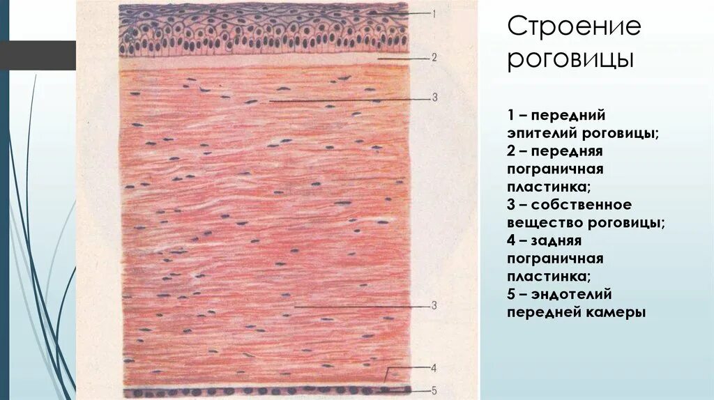 Послойное строение роговицы. Строение эпителия роговицы. Строение роговицы глаза гистология. Строма роговицы ткань. Роговица образована