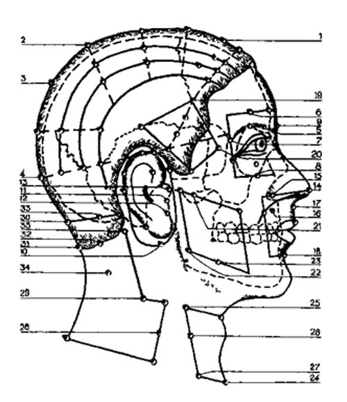 Линия затылка. Акупунктурные точки головы и шеи. Активные точки на черепе. Зоны краниопунктуры на голове. Точки Меридиан на голове.