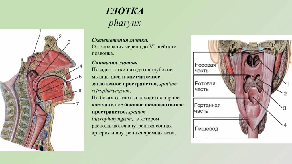 Глотка сообщение. Глотка скелетотопия синтопия. Глотка анатомия синтопия. Топографическая анатомия глотка синтопия скелетотопия.