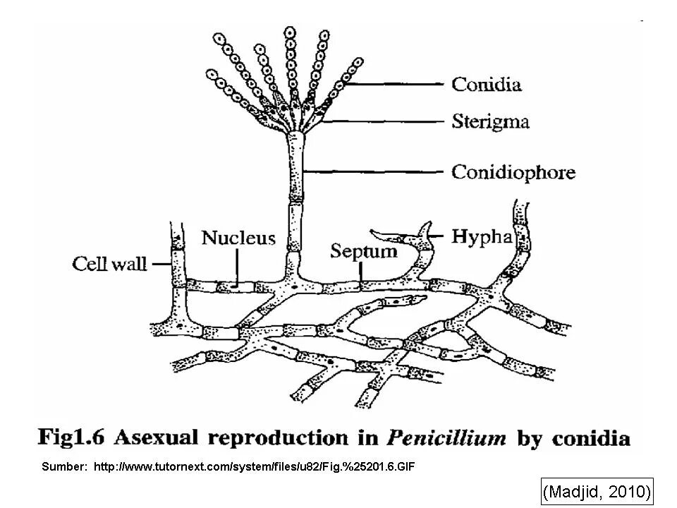 Цикл пеницилла. Нитчатый гриб пеницилл. Жизненный цикл пеницилла схема. Пеницилл строение и размножение. Чем строение пеницилла отличается от строения хлебных