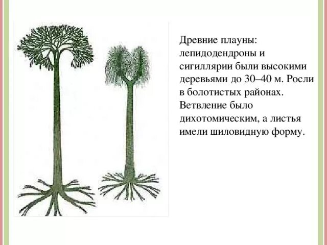 Корни тип корневой системы плаун. Корни тип корневой системы плаун