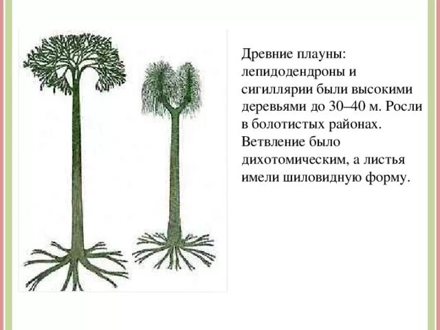 Стигмарии у лепидодендрон. Каменноугольный период сигиллярия. Плаун лепидодендрон. Лепидодендроны и сигиллярии. Плауны вымерли