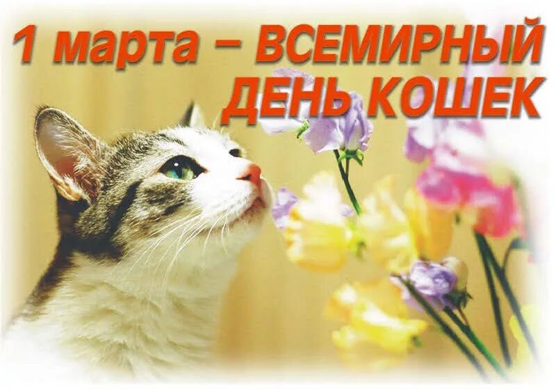 День кошек когда отмечают. 1 Сарта Всемирный день кршек. 1 Марты Всемирный день клше. 1тмарта Всемирный день кошек.
