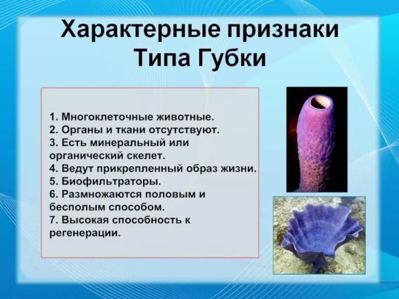 Отличие плоских от кишечнополостных