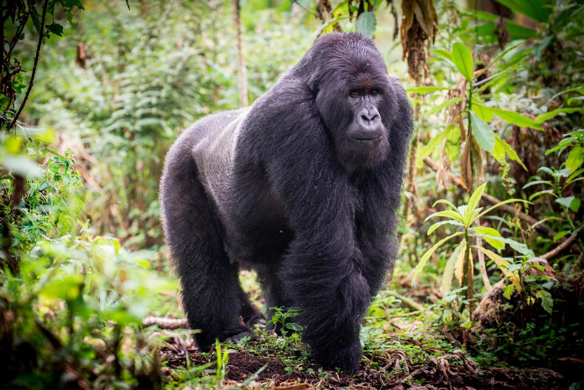 Gorilla animal. Сильвербэк горилла. Восточная Горная горилла. Восточная равнинная горилла гориллы. Восточная Горная горилла Африка.